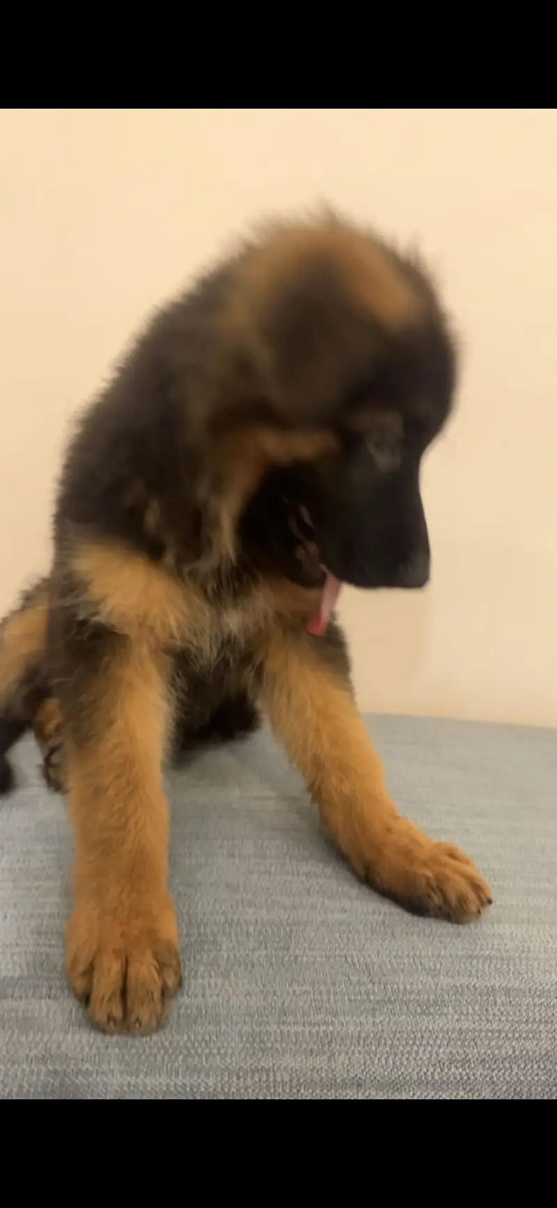 Female German Shepherd Puppy – 3 Months | Vaccinated & Dewormed — photo 4