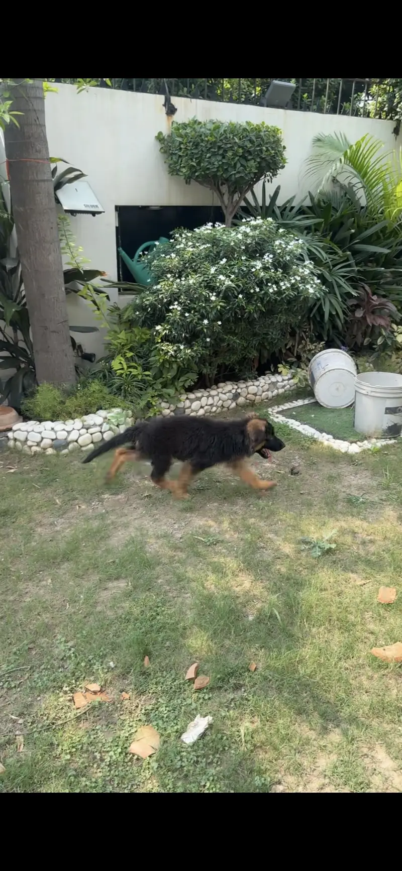 Female German Shepherd Puppy – 3 Months | Vaccinated & Dewormed — photo 5