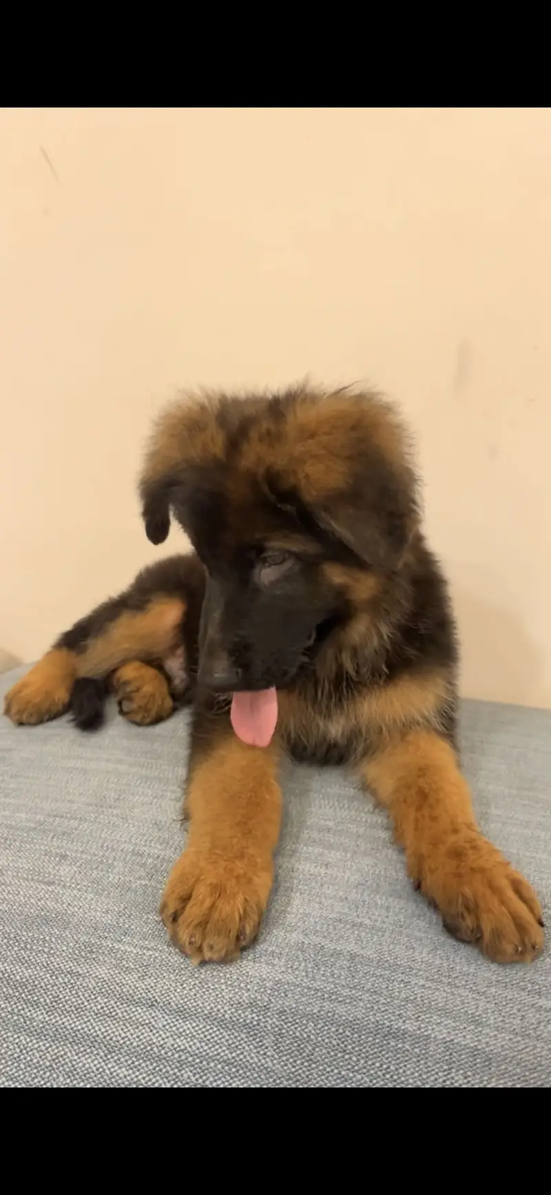 Female German Shepherd Puppy – 3 Months | Vaccinated & Dewormed — photo 6