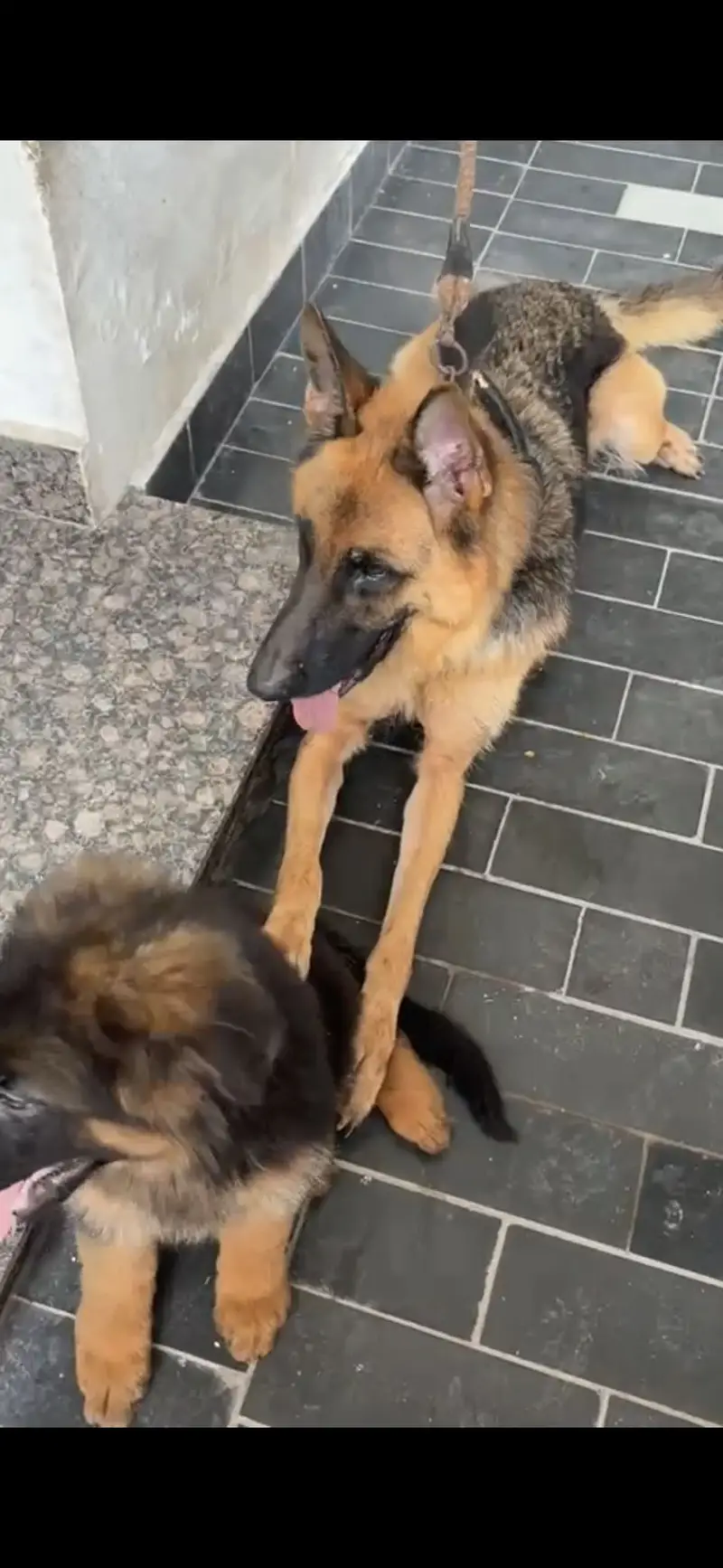 Female German Shepherd Puppy – 3 Months | Vaccinated & Dewormed — photo 7