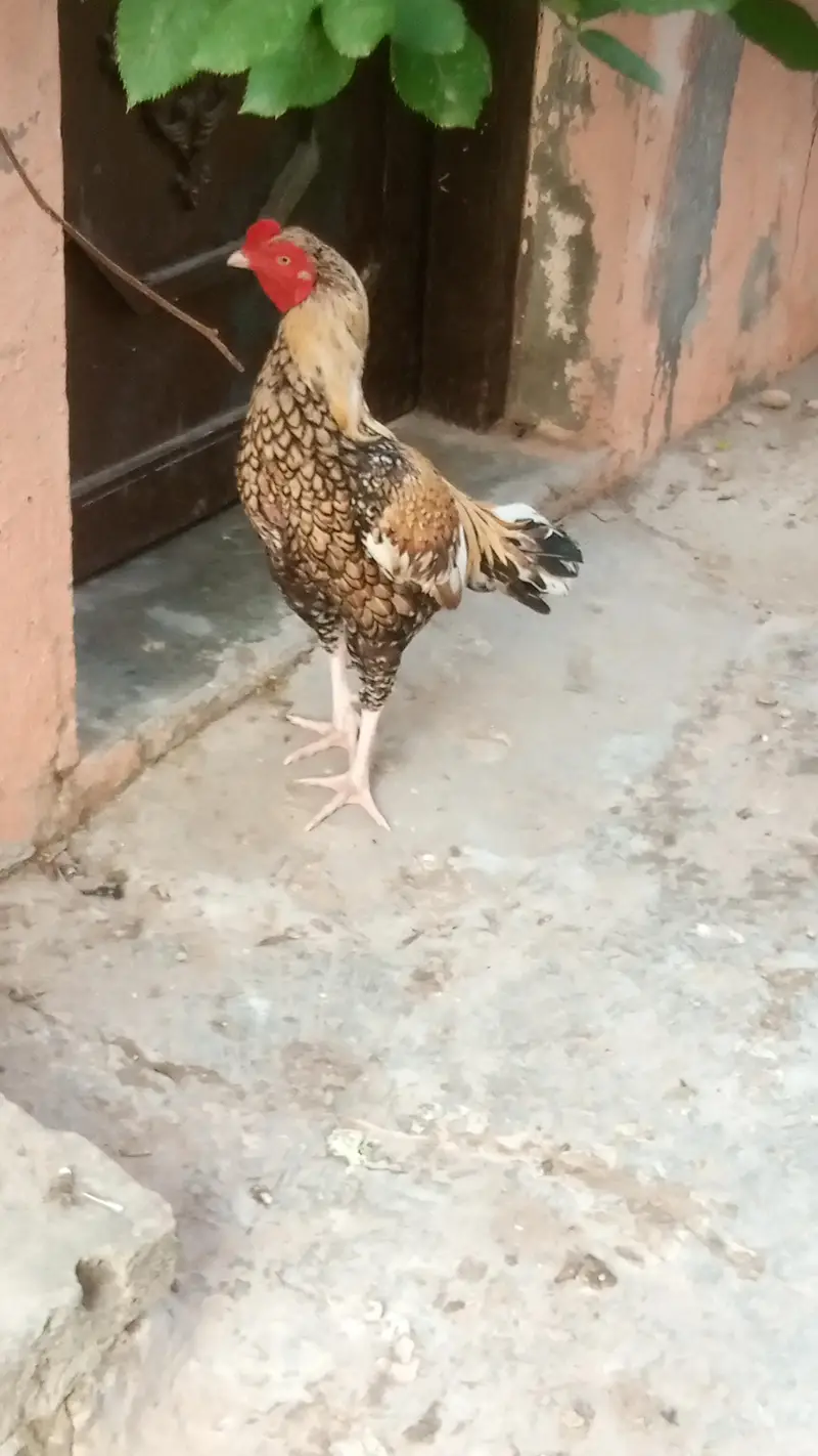behtreen nasal ky murgy — photo 2