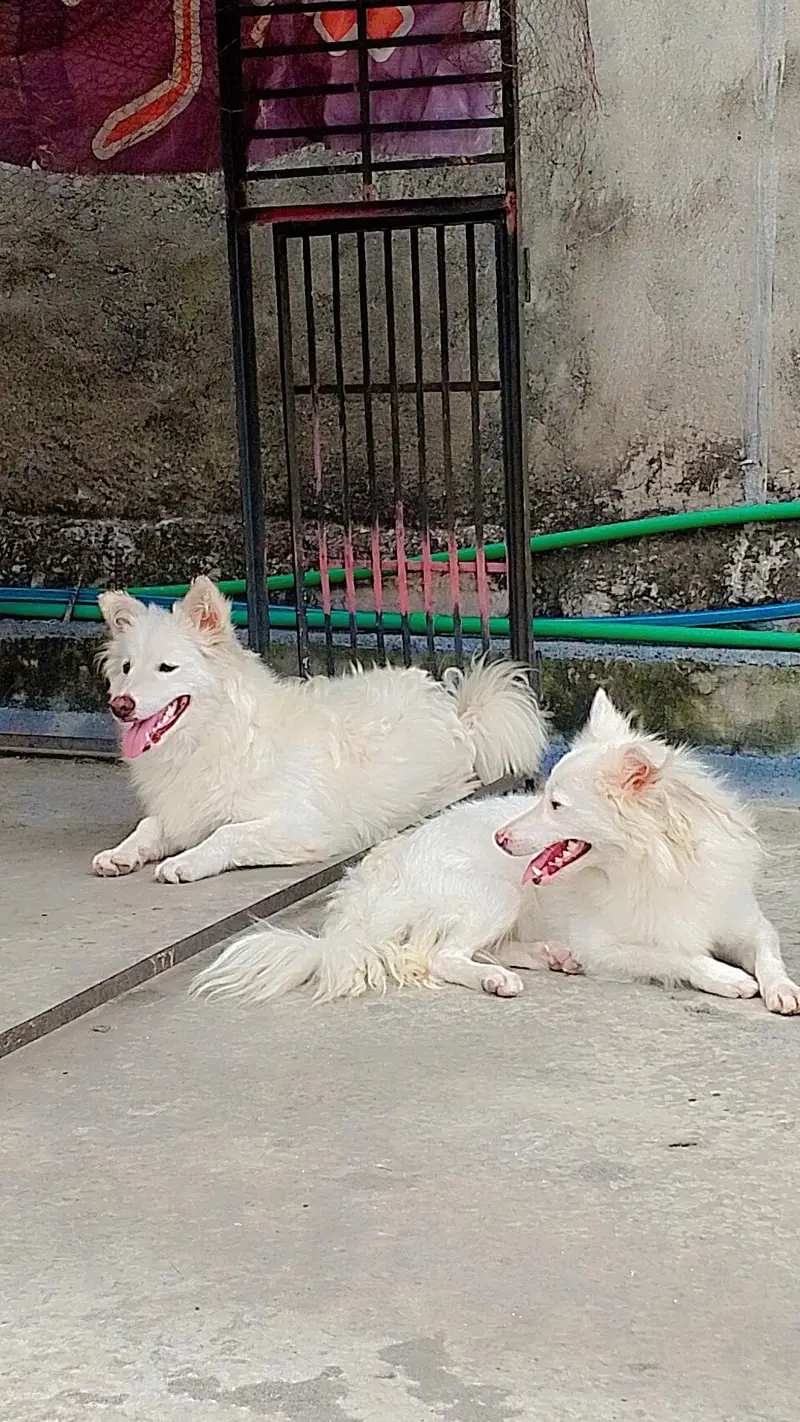Russian dogs — photo 2