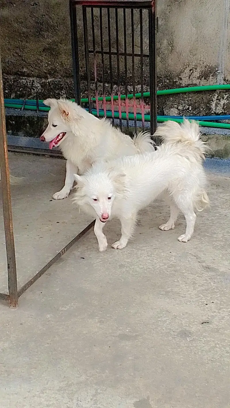 Russian dogs — photo 3