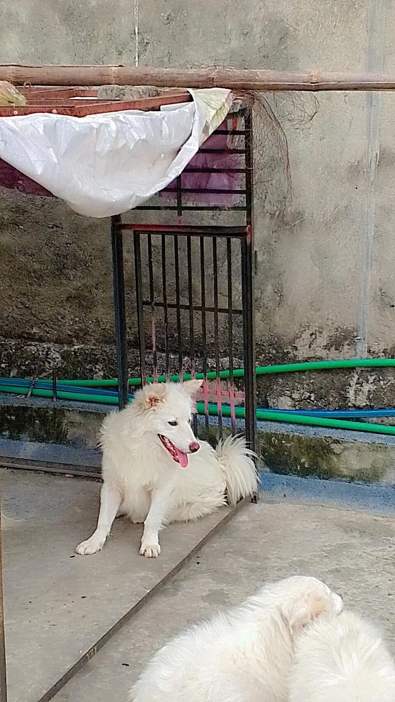 Russian dogs — photo 4