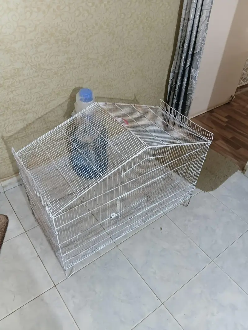 Big Size Hen cage available — photo 2