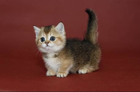Munchkin Kittens Available Now