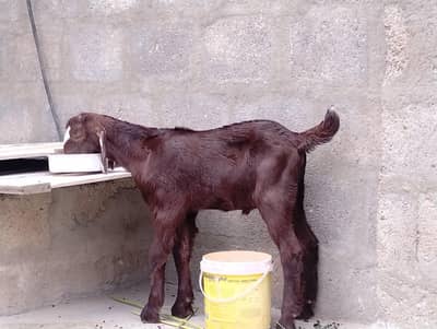 Bakra for sale