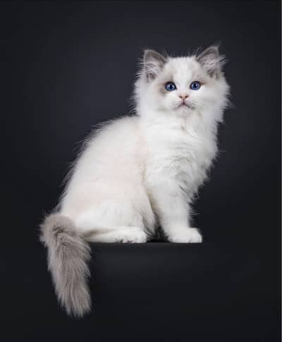 RAGDOL IMPORTED KITTENS AVAILABLE NOW