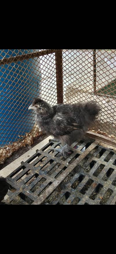 Turkey, silkie, polish