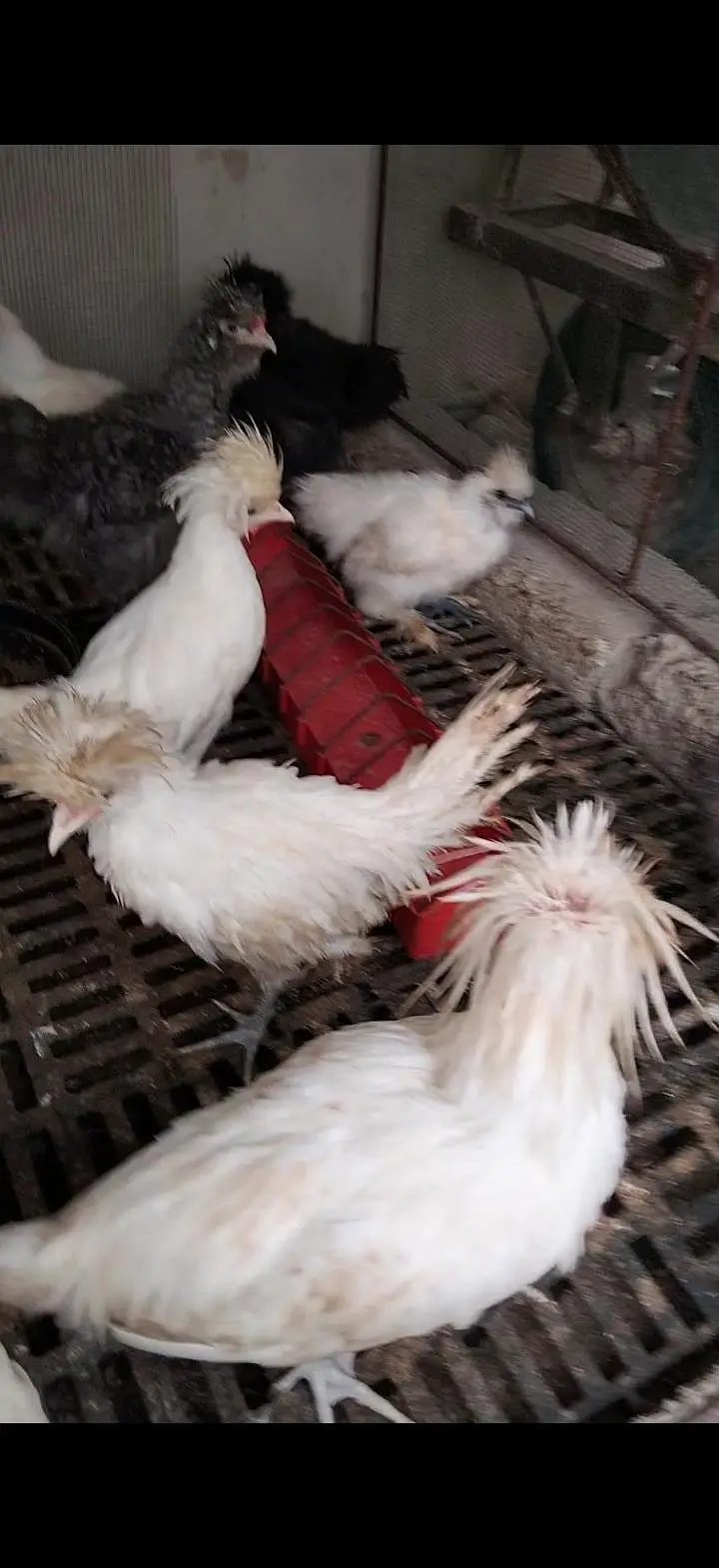 Turkey, silkie, polish — photo 2