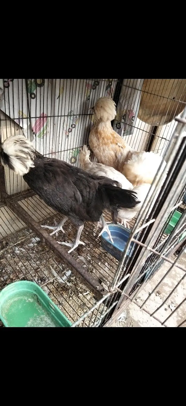 Turkey, silkie, polish — photo 3