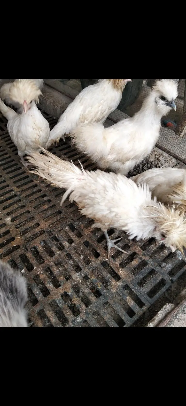 Turkey, silkie, polish — photo 4
