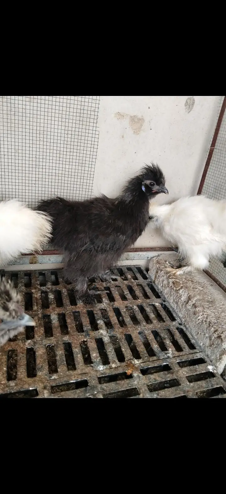 Turkey, silkie, polish — photo 5