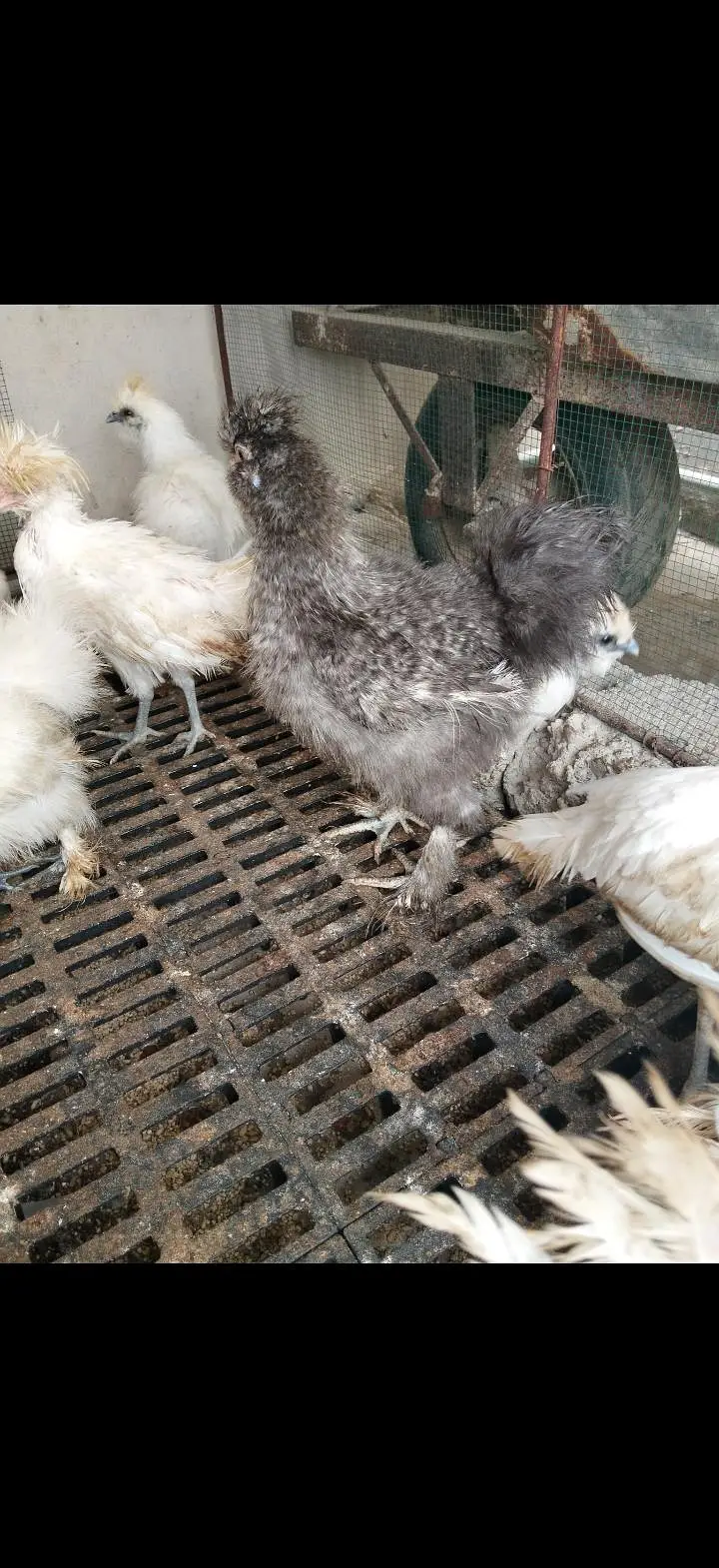 Turkey, silkie, polish — photo 6
