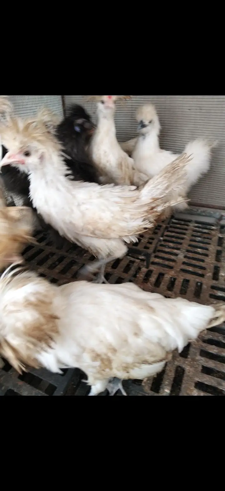 Turkey, silkie, polish — photo 7