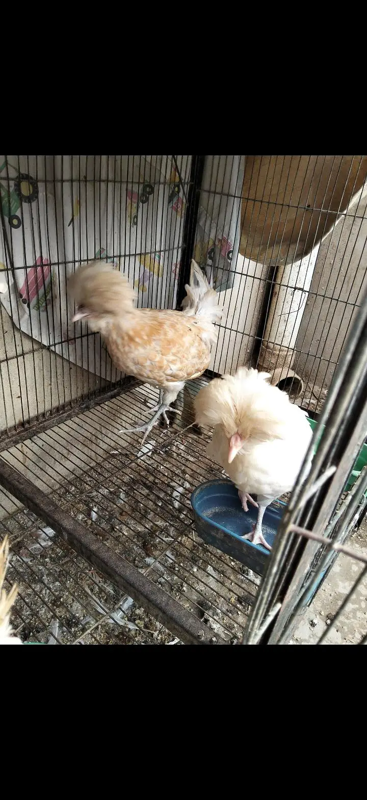 Turkey, silkie, polish — photo 8