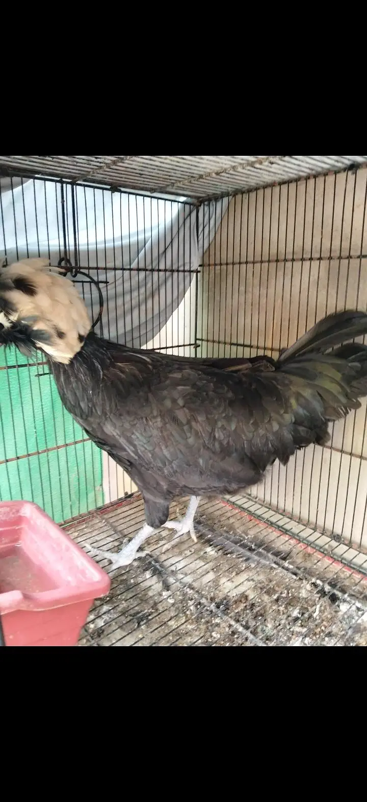 Turkey, silkie, polish — photo 9