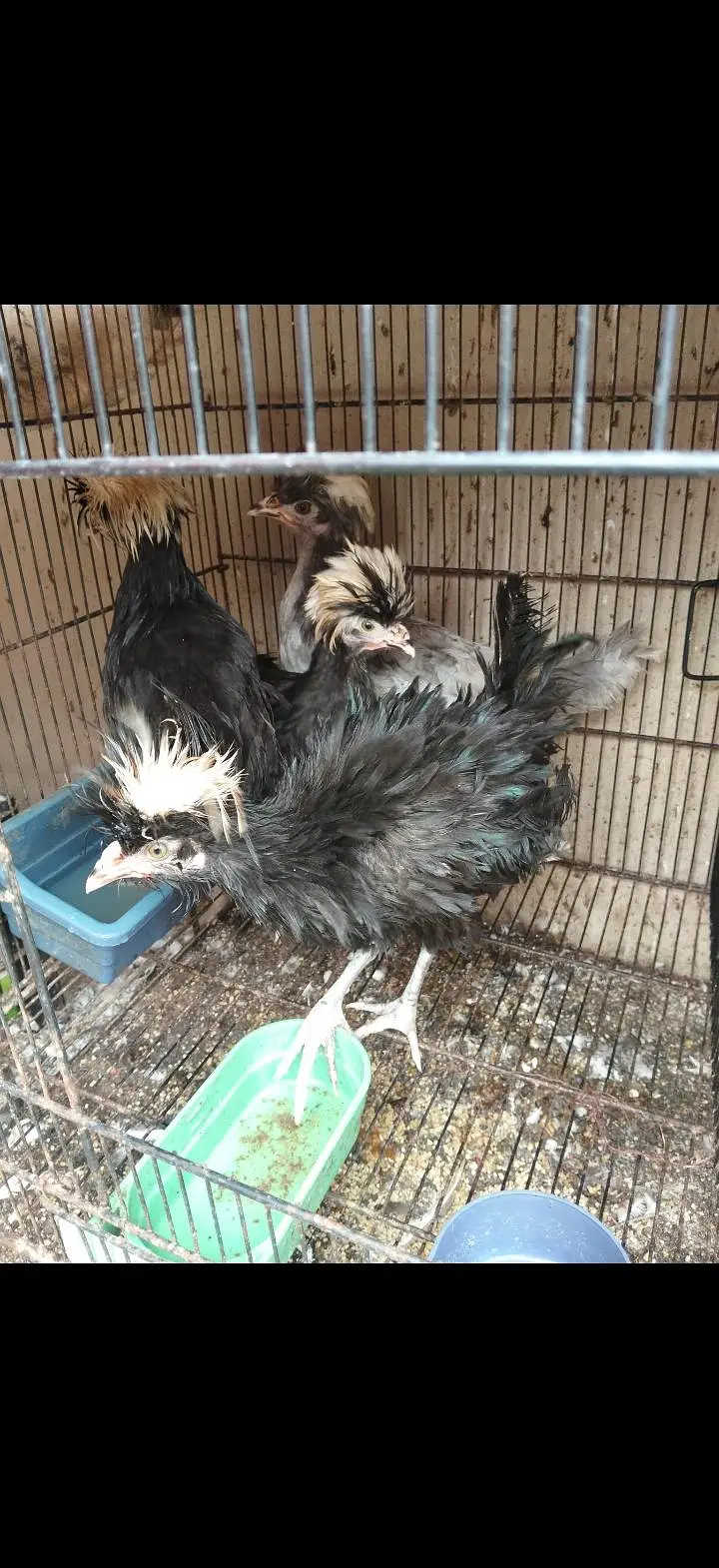 Turkey, silkie, polish — photo 10