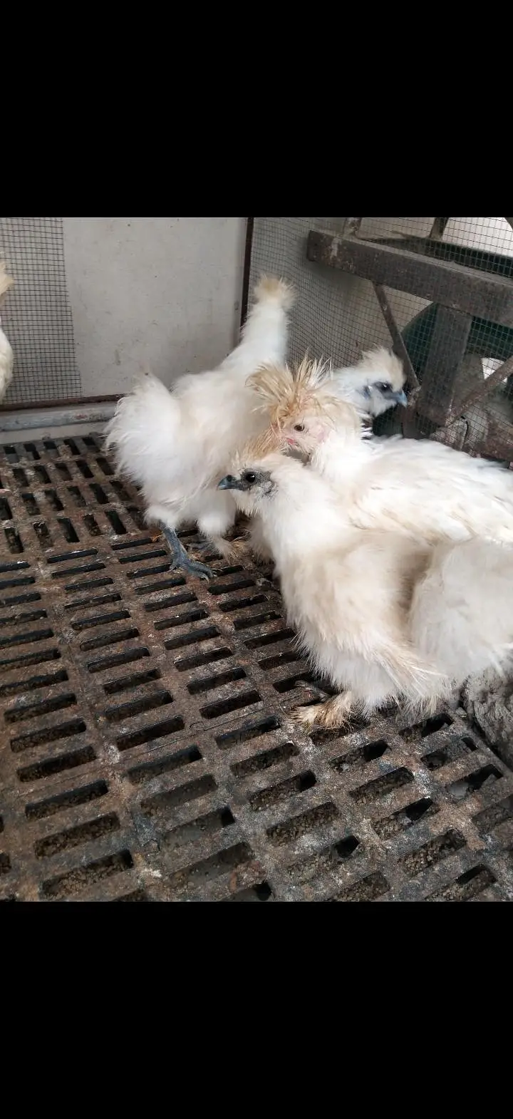 Turkey, silkie, polish — photo 11