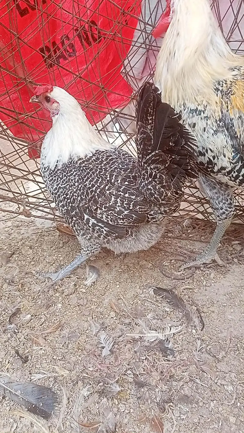 Turkey, silkie, polish — photo 12