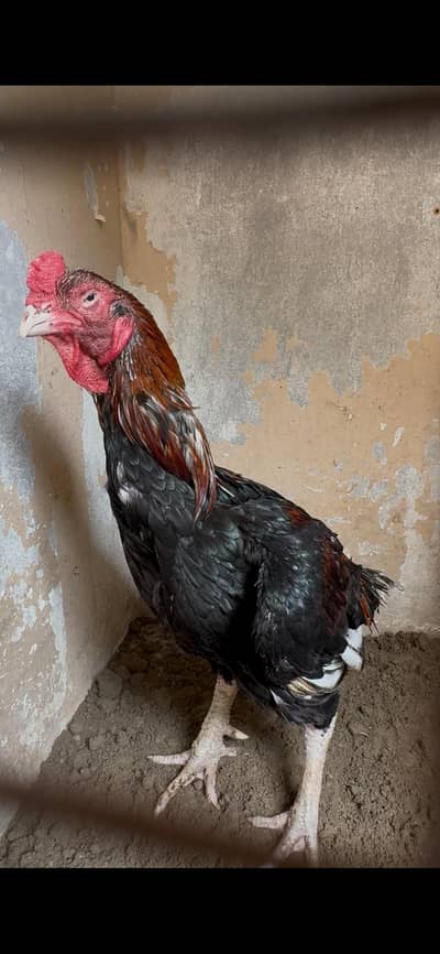 top quality amroha breeder
