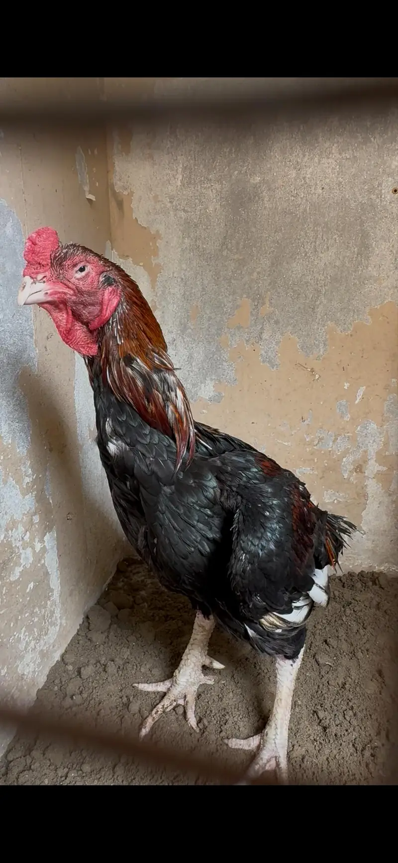 top quality amroha breeder — photo 2