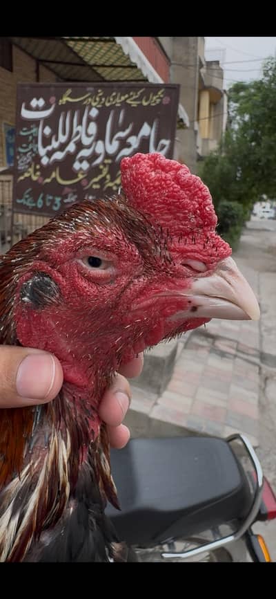 top quality amroha breeder