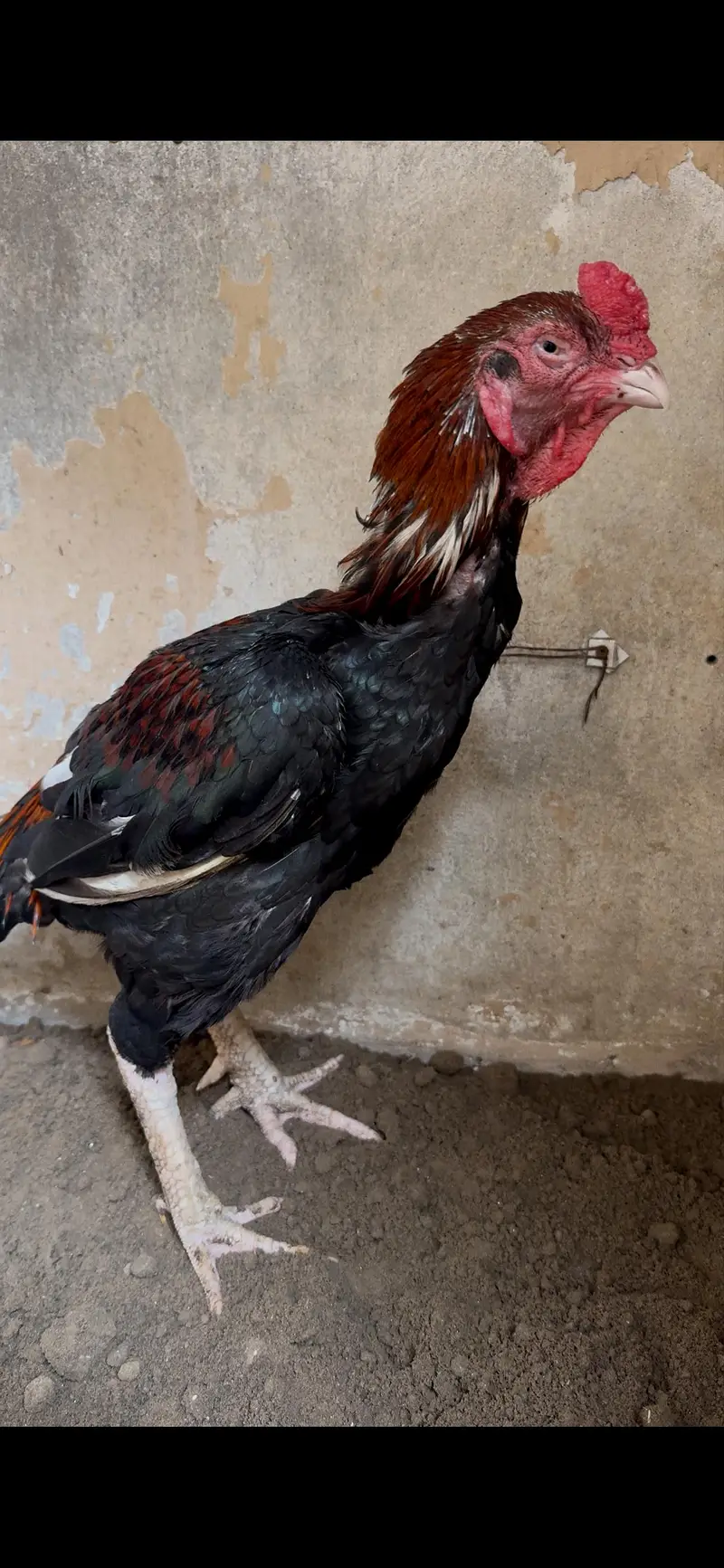 top quality amroha breeder — photo 3