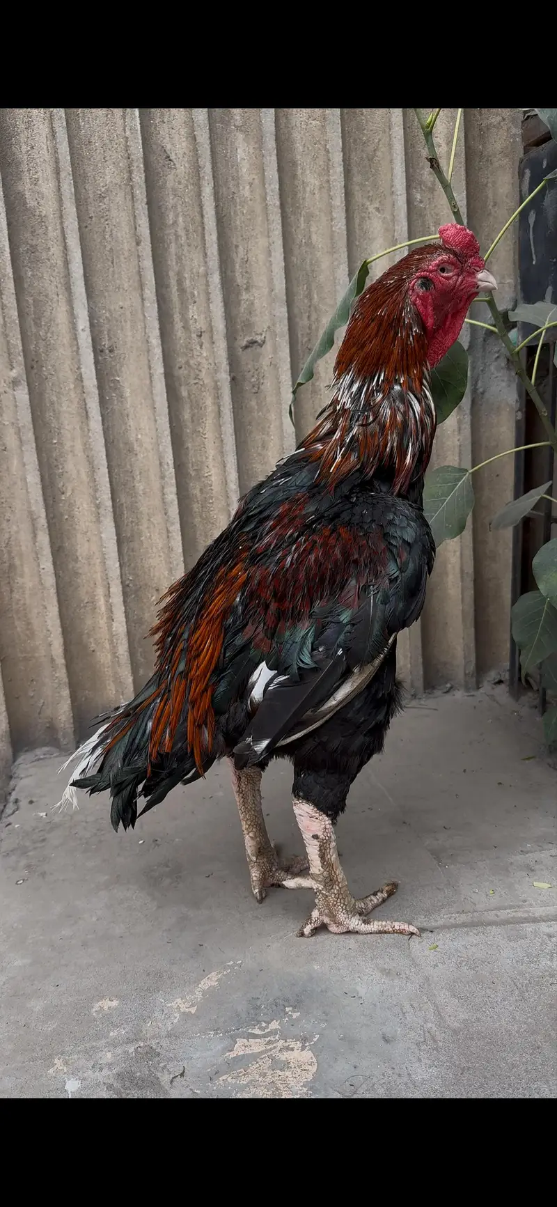 top quality amroha breeder — photo 4