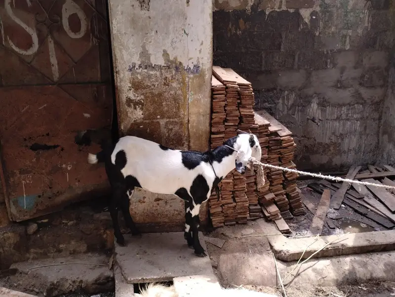 joda sel karna hai — photo 2