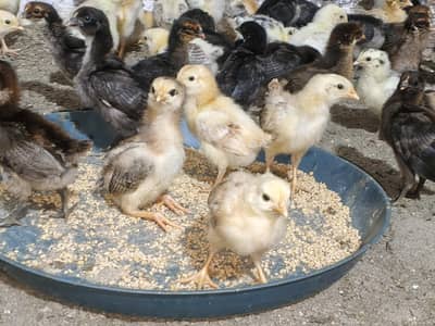 15. DAYS OLD GOLDEN MISRI MIX CHUZAY FOR SALE
