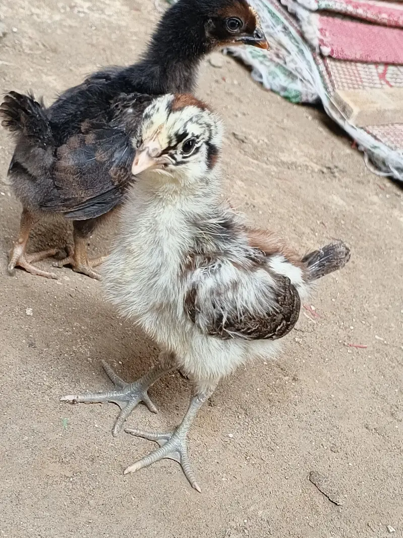 15. DAYS OLD GOLDEN MISRI MIX CHUZAY FOR SALE — photo 2