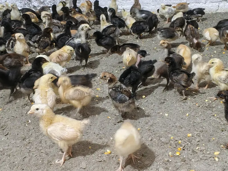 15. DAYS OLD GOLDEN MISRI MIX CHUZAY FOR SALE — photo 3
