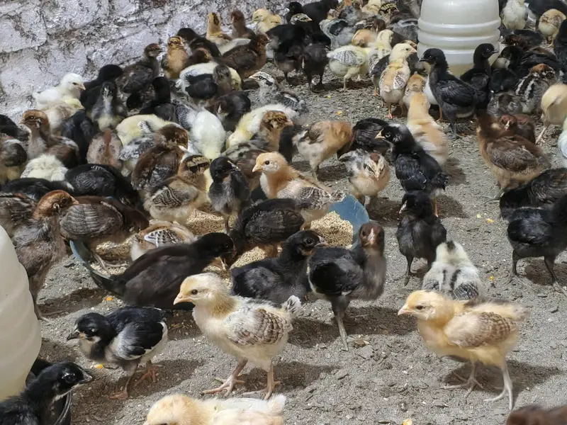 15. DAYS OLD GOLDEN MISRI MIX CHUZAY FOR SALE — photo 4