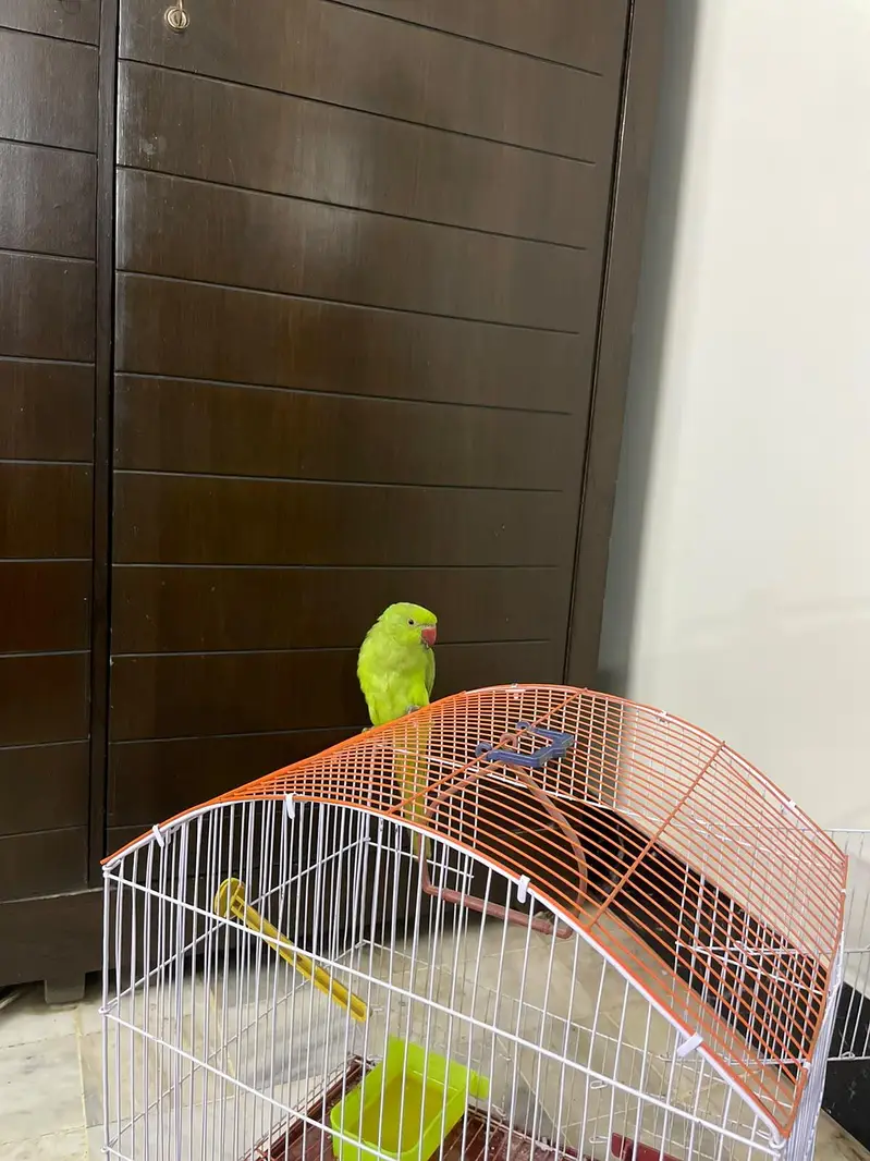 6 month ringneck female — photo 7