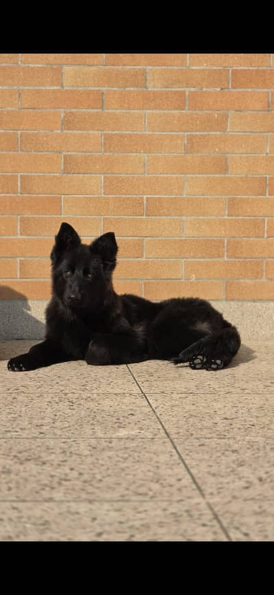 Black German  shepherd