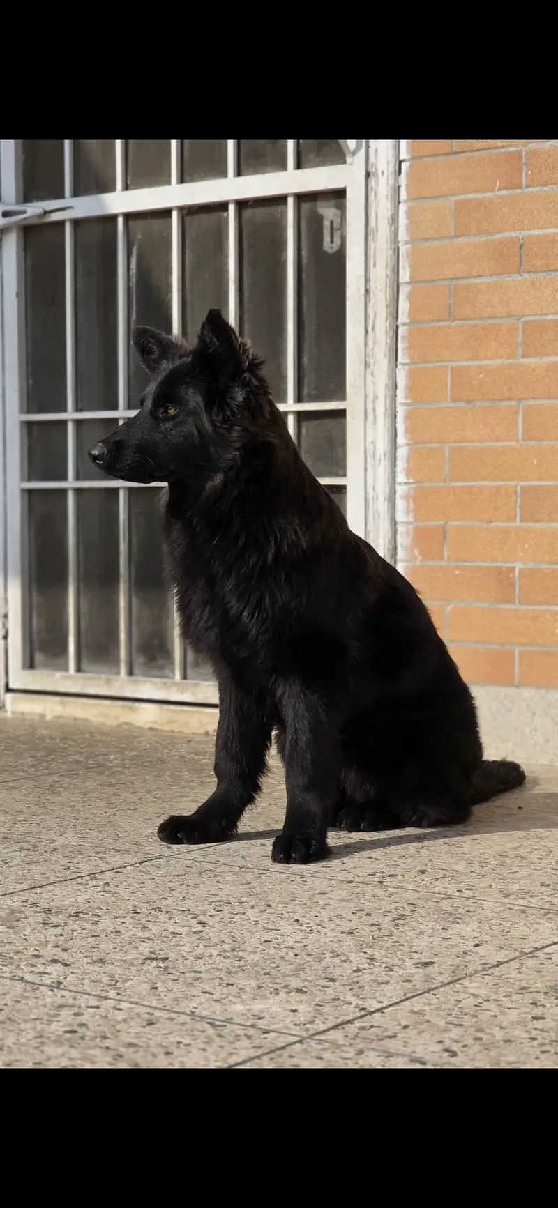 Black German  shepherd — photo 2