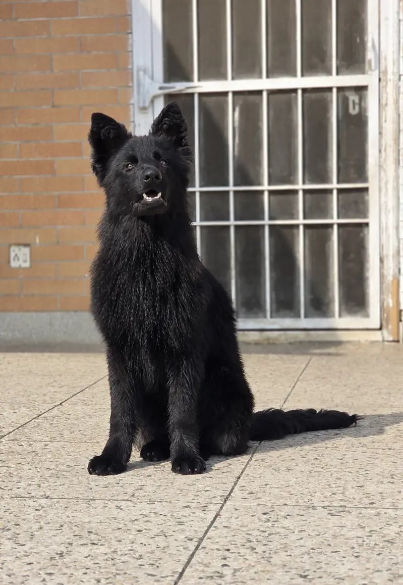 Black German  shepherd — photo 3