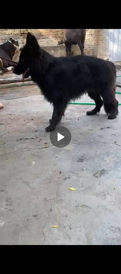 exttrem long caot show level  pedgre female doble. body