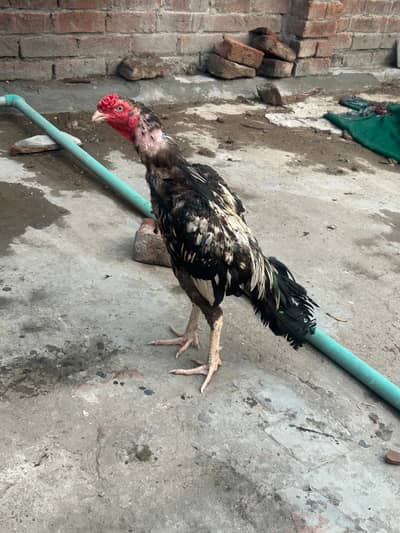 pure breed aseel mianwali