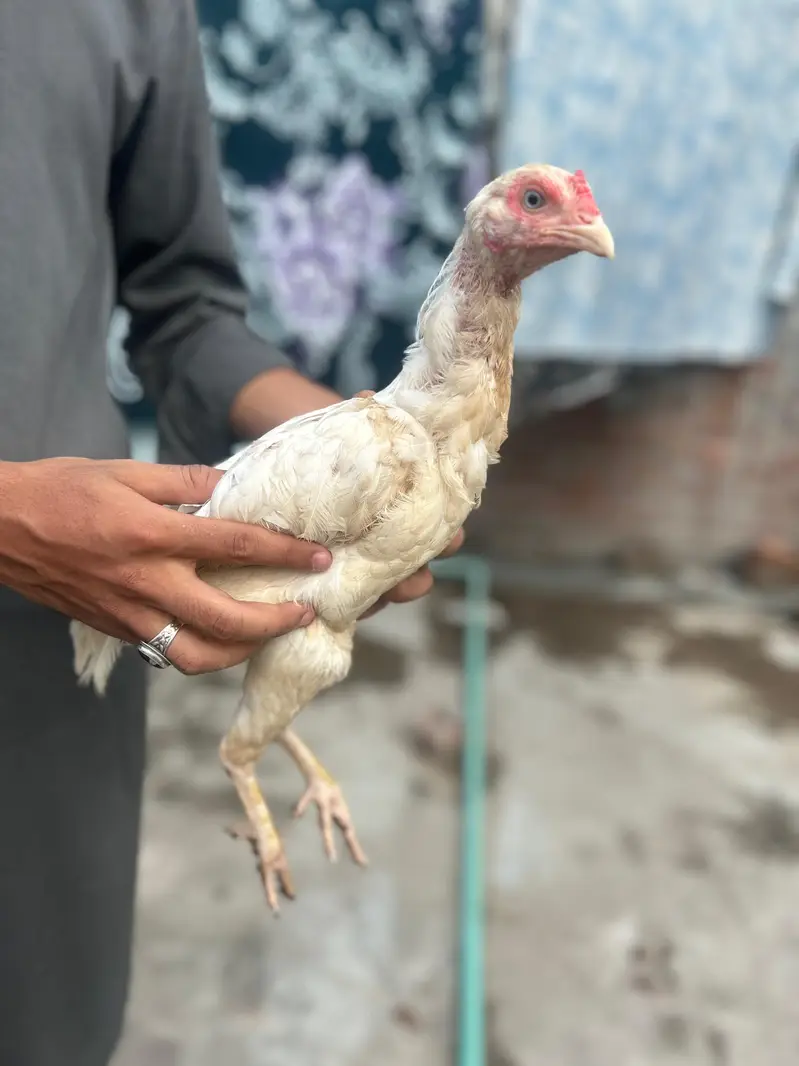 pure breed aseel mianwali — photo 2