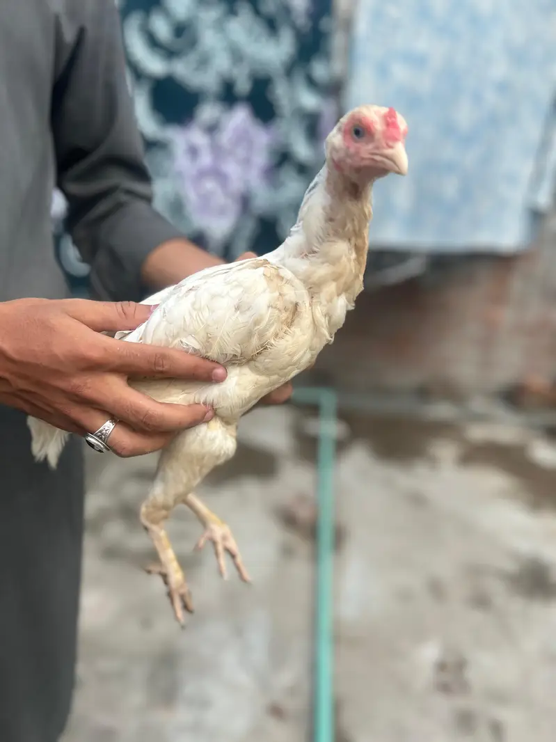 pure breed aseel mianwali — photo 3
