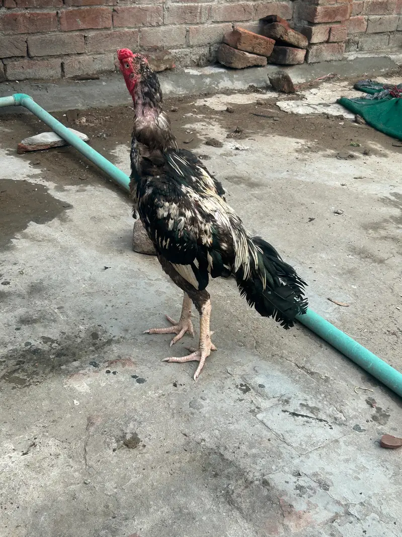 pure breed aseel mianwali — photo 4