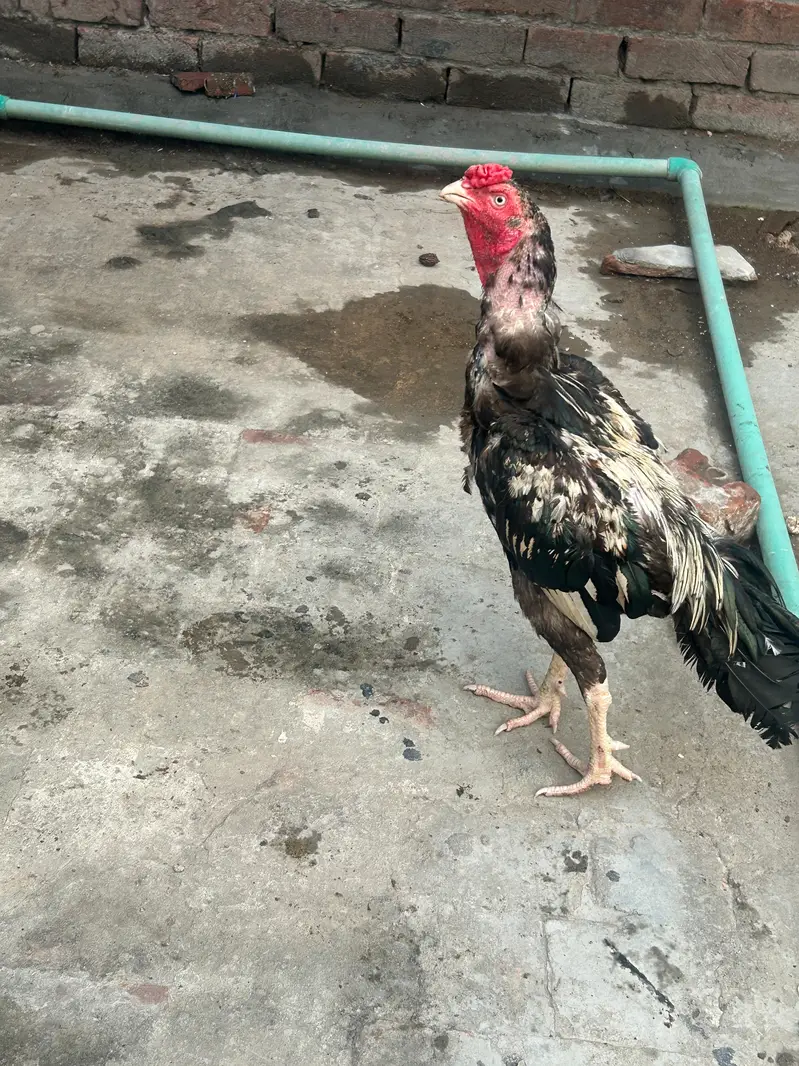 pure breed aseel mianwali — photo 5