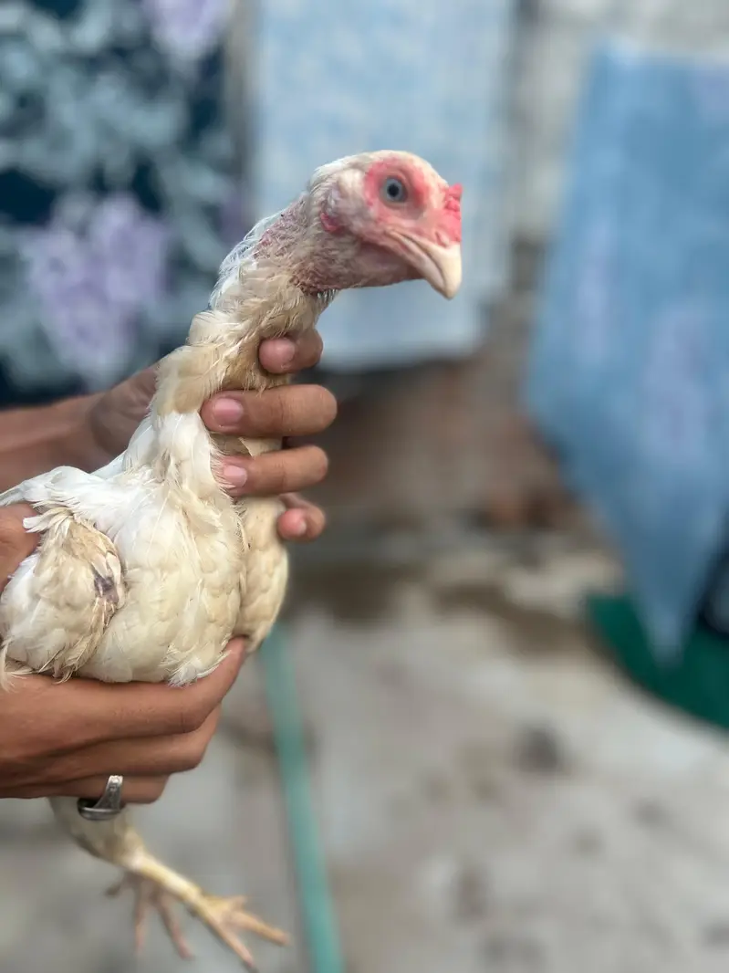 pure breed aseel mianwali — photo 6