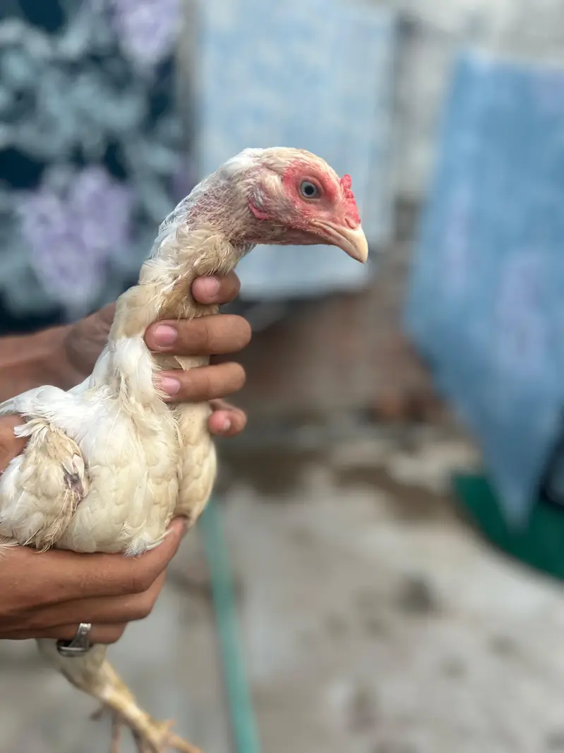 pure breed aseel mianwali — photo 7