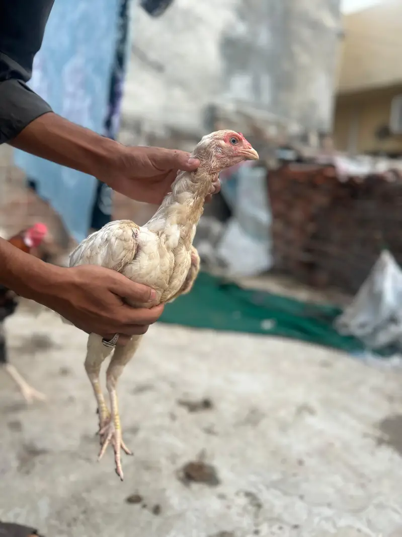 pure breed aseel mianwali — photo 8