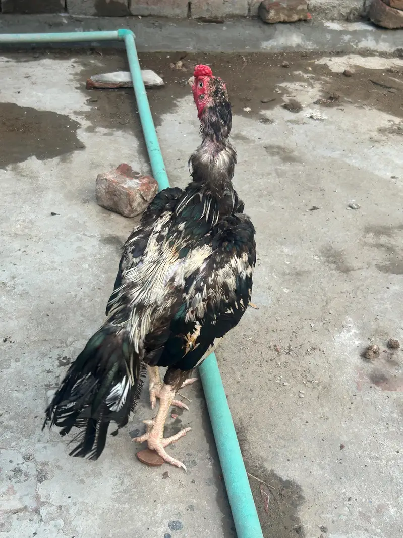 pure breed aseel mianwali — photo 9