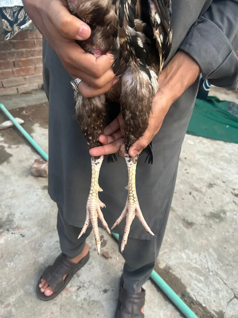 pure breed aseel mianwali — photo 11