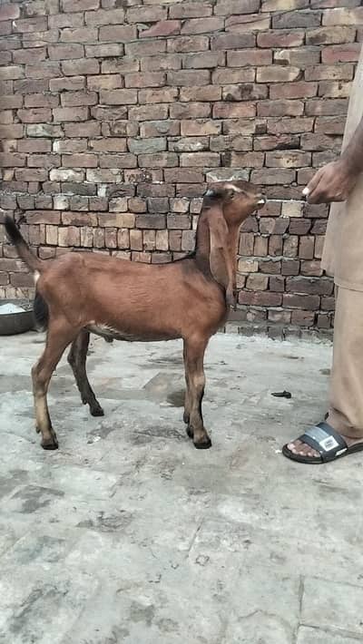 bakra